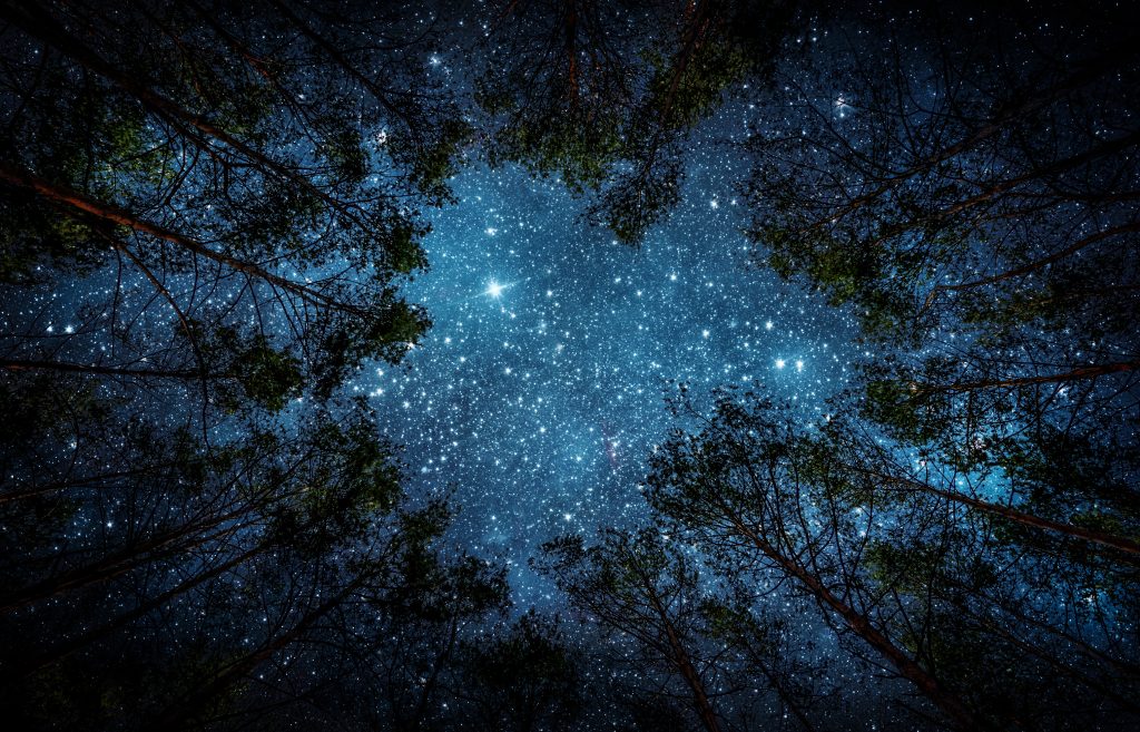 clear starry night through tree canopy